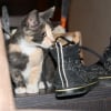 Photo de Minidoo