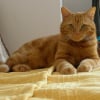 Photo de Garfield
