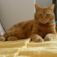 Photo de profil de Garfield