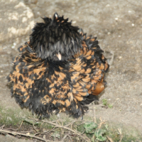 Photo de profil de Pomme de pain