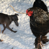 Photo de Brahma