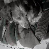 Photo de profil de Toffy 