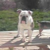 Photo de Pacha, Bouledogue Américain