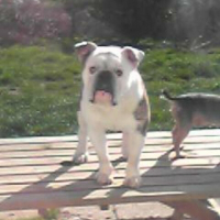 Photo de profil de Pacha