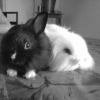 Photo de Princesse