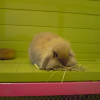 Photo de Choco