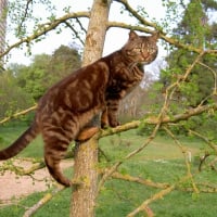 Photo de profil de Coco