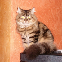 Photo de profil de Scherkanne