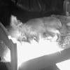 Photo de Cleopatra-kittyaa
