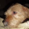 Photo de Samba, Basset Fauve de Bretagne