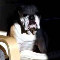 Photo de profil de Ekko