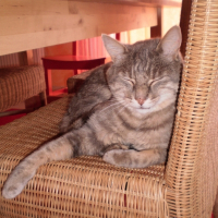 Photo de profil de Grisou