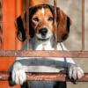 Photo de Calin