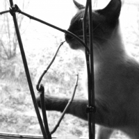 Photo de profil de Oasis