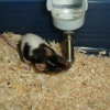 Photo de Domino