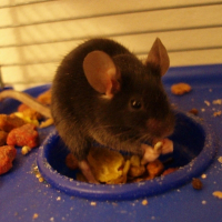 Photo de profil de Carboxyle