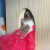 Photo de Satine