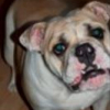 Photo de Xena
