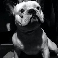 Photo de profil de Dario de gabarre