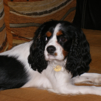 Photo de profil de Biscuit