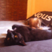 Photo de profil de Noirette