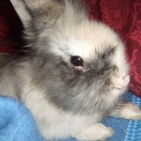 Photo de profil de Prince