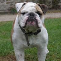 Photo de profil de Voice