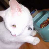 Photo de profil de Calypso