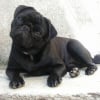 Photo de Cerise