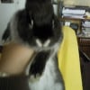 Photo de Filou