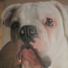Photo de Doog