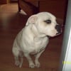 Photo de Shyrka, Bouledogue Américain