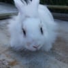 Photo de Princesse
