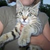 Photo de Kapone, Ocicat