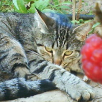 Photo de profil de Plume