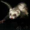 Photo de Kiwi, Furet