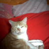 Photo de Snoopi