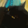 Photo de Piwi