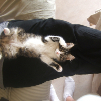Photo de profil de Tigrou