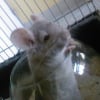 Photo de Rosabelle, Chinchilla