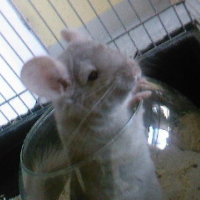 Photo de profil de Rosabelle