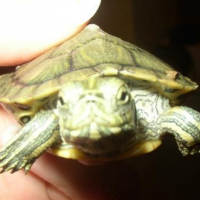 Photo de profil de Pierre