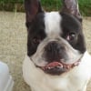 Photo de Keitaro, Bouledogue Français
