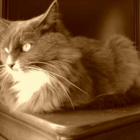 Photo de profil de Brioche