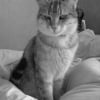 Photo de Bambou