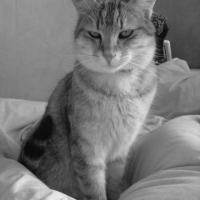 Photo de profil de Bambou