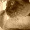Photo de Moustic