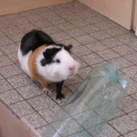 Photo de profil de Paillette