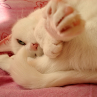 Photo de profil de Patate