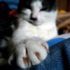 Photo de Saussice